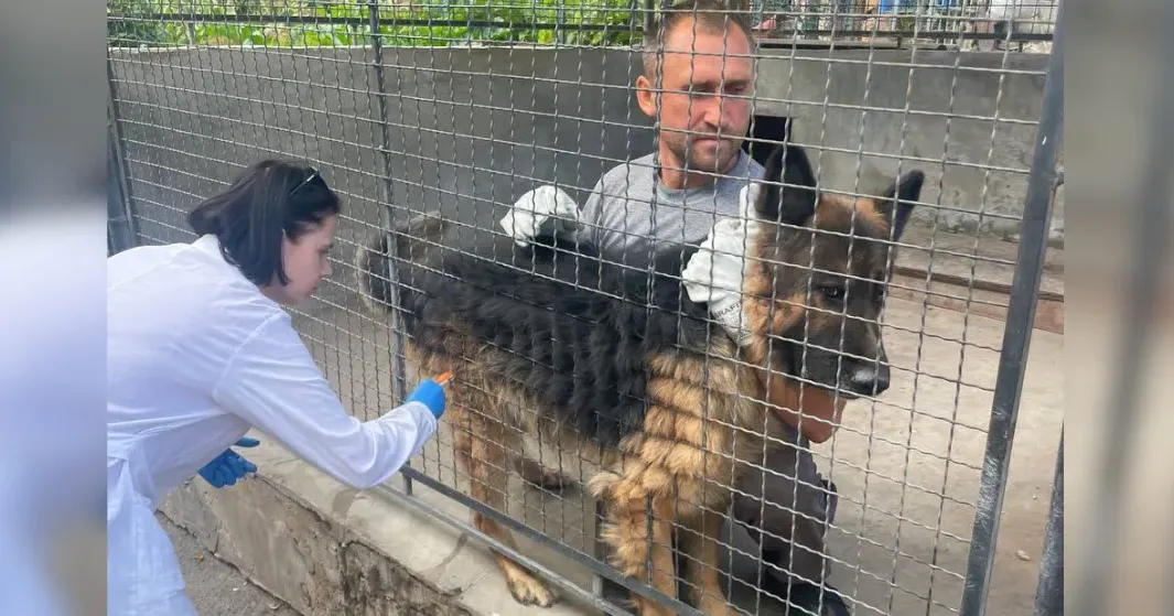 Фото - Держпродспоживслужба Вакцинація домашніх тварин проти сказу у Слобожанській громаді 7-12 серпня на порталі Gromada Group