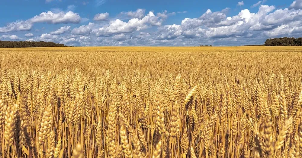 Ілюстративне фото Фермерів Слобожанської громади привітали з професійним святом на порталі Gromada Group
